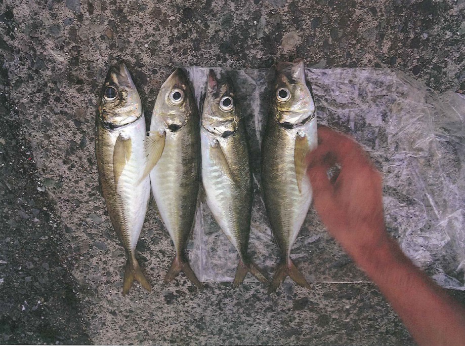 釣り上げた鯵